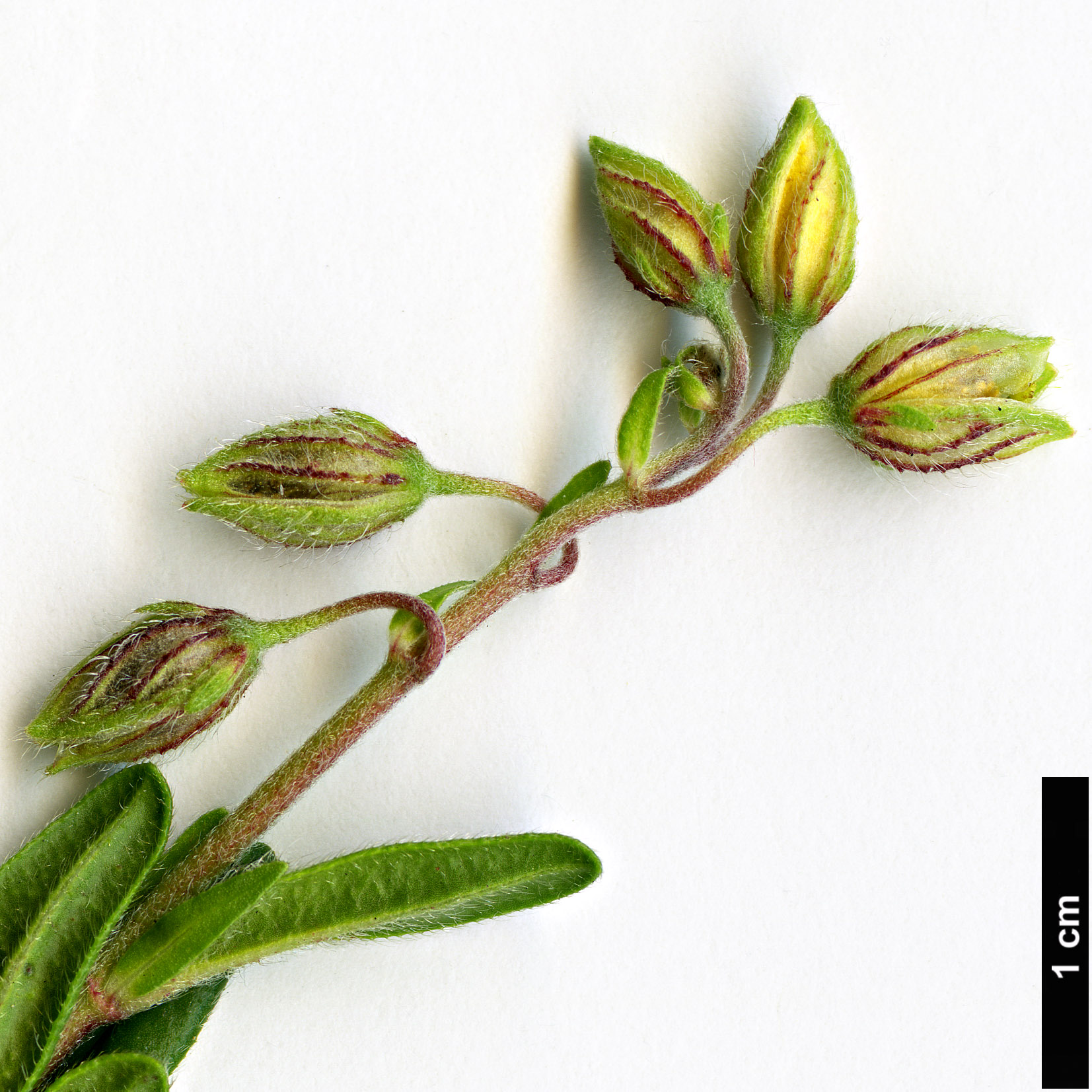 High resolution image: Family: Cistaceae - Genus: Helianthemum - Taxon: nummularium - SpeciesSub: subsp. grandiflorum